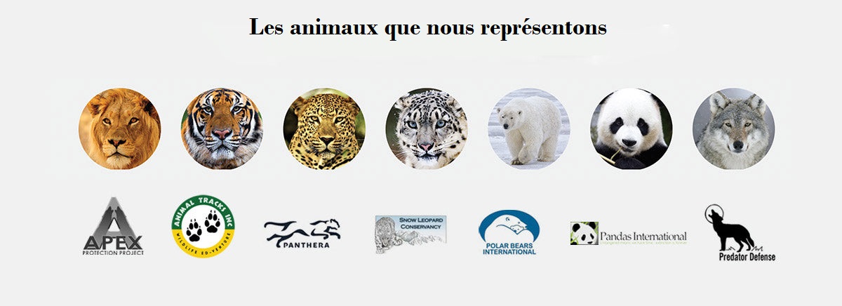 Les animaux que nous représentons 